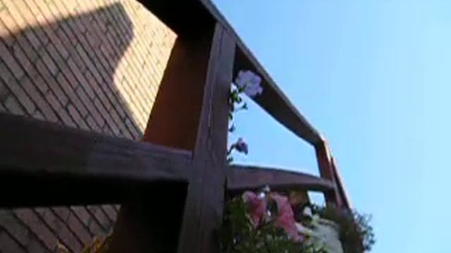 Petunias