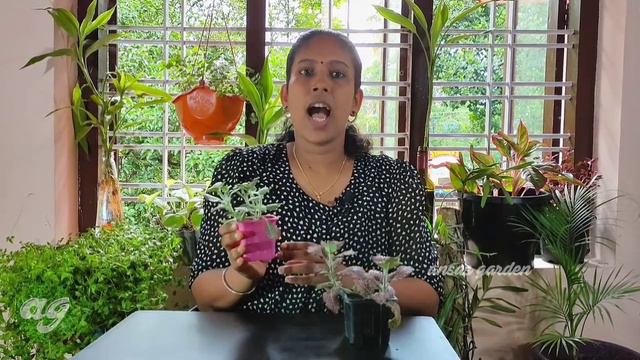 Fittonia plant care in malayalam | varieties | propagation methods A to Z | nerve plant |English su