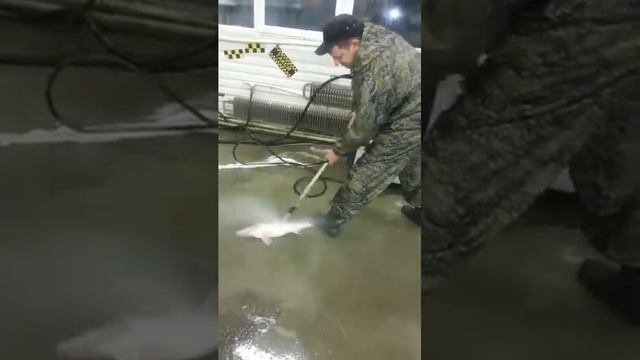 Новый способ чистки рыбы!) Русская рыбалка