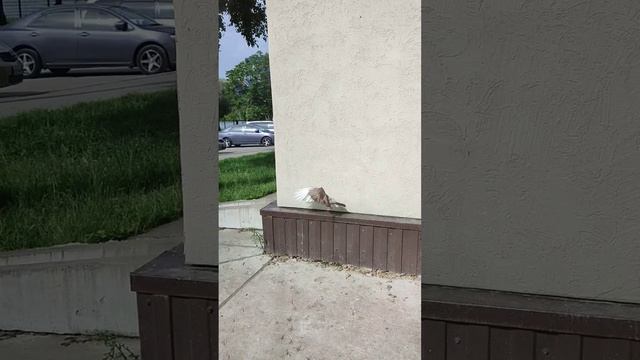 ? мягкая посадка