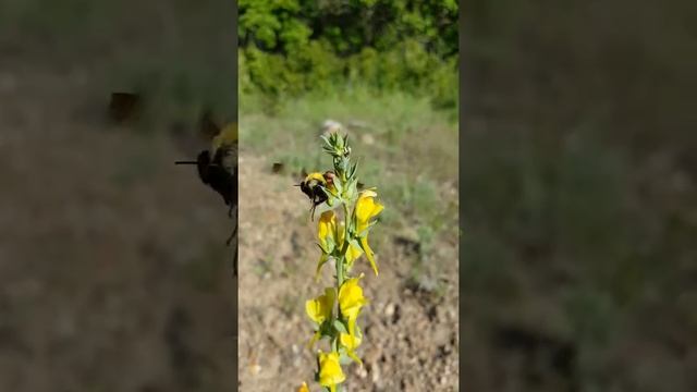 Giant Bumbelbee on Toadflax  (linaria vulgaris)c