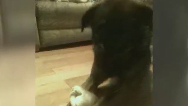 Ёлла - собака из приюта - ДОМА!