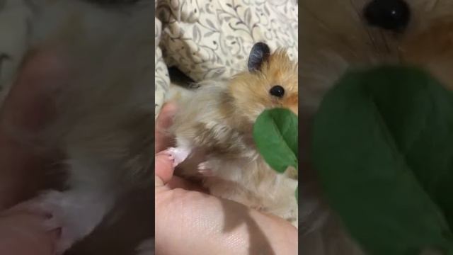 Милый хомячок? #хомяк #хомячок