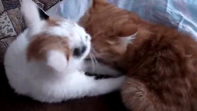 как котята ухаживают друг за другом, просто смешно