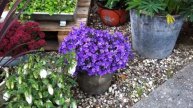Et lille blomsterhjørne med Campanula og Lavendler