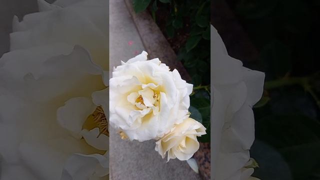 www.vay-tour.ru Белые розы в Шали #чечня #экскурсии #мототуры #шали