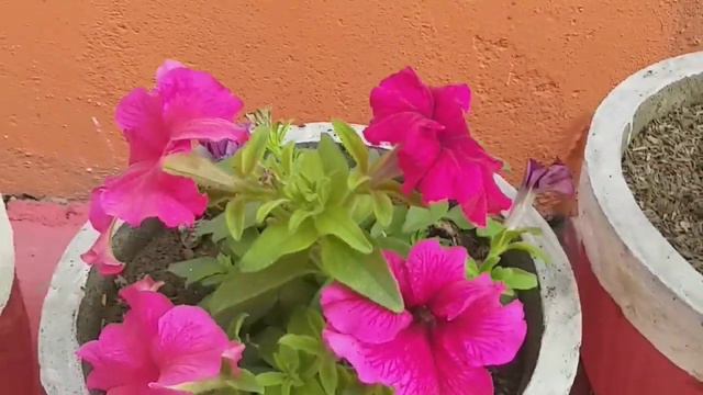 How to get more flowers on petunia/petunia pruning/beautiful winter flowers/pink petunia/attraction