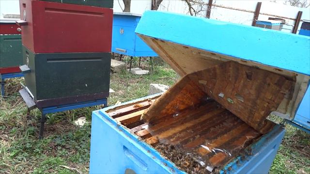Сезон начался, пчела работает, 4.03.2018 г.