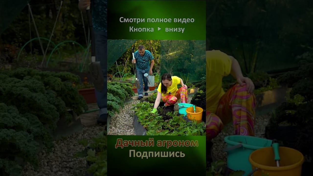 НЕ ПАЧКАЙ РУКИ и земля станет КАК ХЛЕБ Дачный агроном