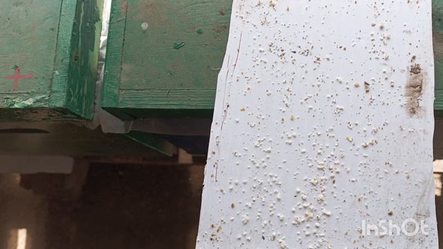 Результат весенней обработки.