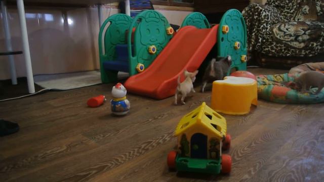 Чихуахуа Монбонами Илвар Красавчик и другие