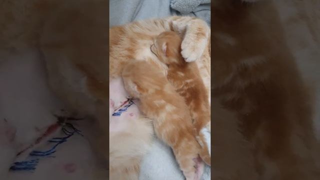 Шотландские котята 5 дней. Кормление?