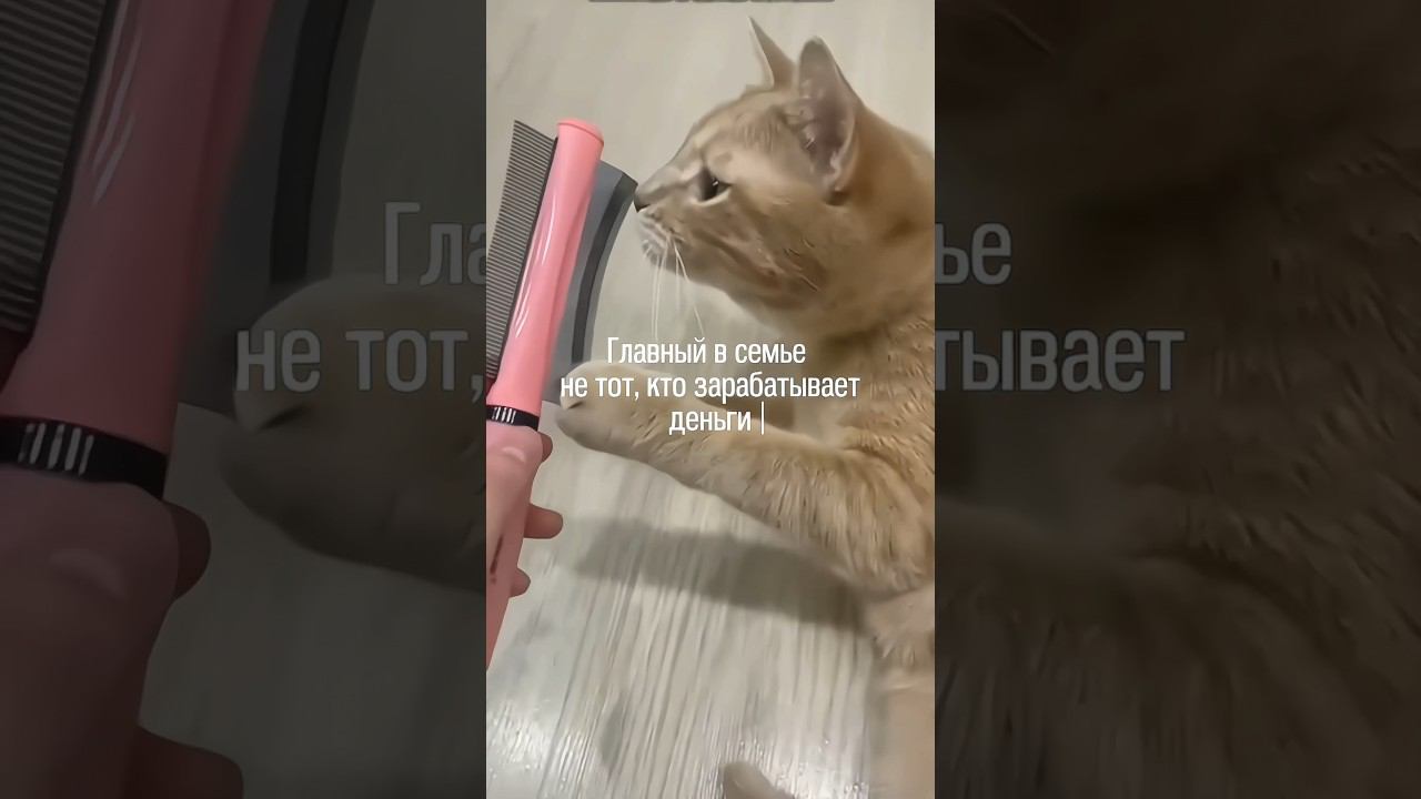 Признавайтесь, кто главный у вас в семье? Расческа для вычесывания шерсти домашних животных