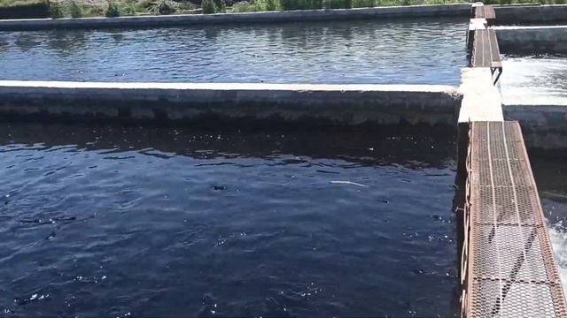 Радужная форель, янтарная форель, Аэраторы трёх фазные,