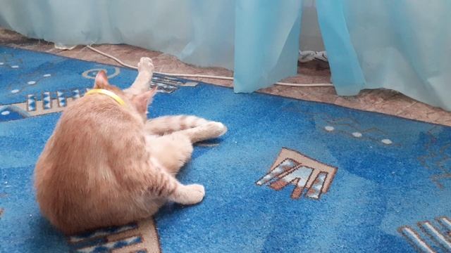 Котик обаяшка