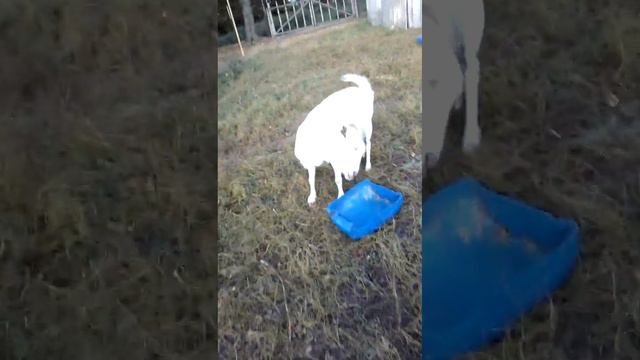 И так каждый вечер идем мы домой!🐐🐐🐐!!!