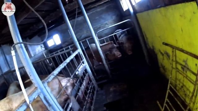 Бетонный пол в сарае .Переселение свиноматок в новые апартаменты.