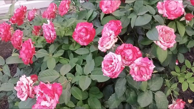ROSES????? dreams marble МРАМОРНЫЕ розовые мечты