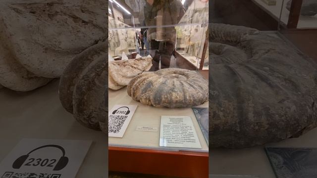Раковины гигантских моллюсков в музее Палеонтологии им. Ю. А. Орлова 🐚