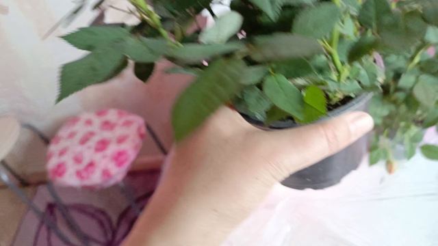 приобрела новые растения! розы 🥰😍😍😍😍🌺обожаю их