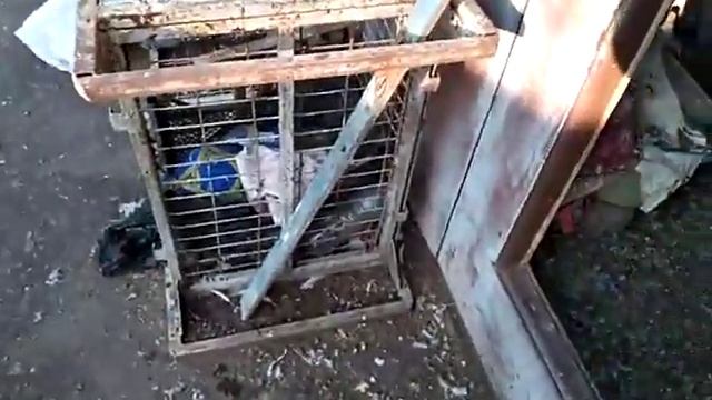 Голуби заходят по команде в голубятню