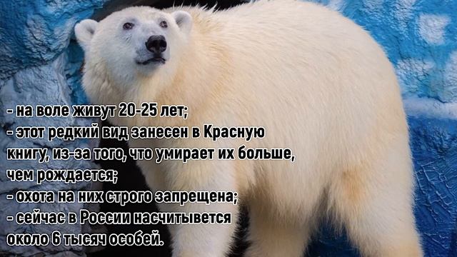 КРАСНАЯ КНИГА. БЕЛЫЙ МЕДВЕДЬ. 2 КЛАСС. ОКРУЖАЮЩИЙ МИР