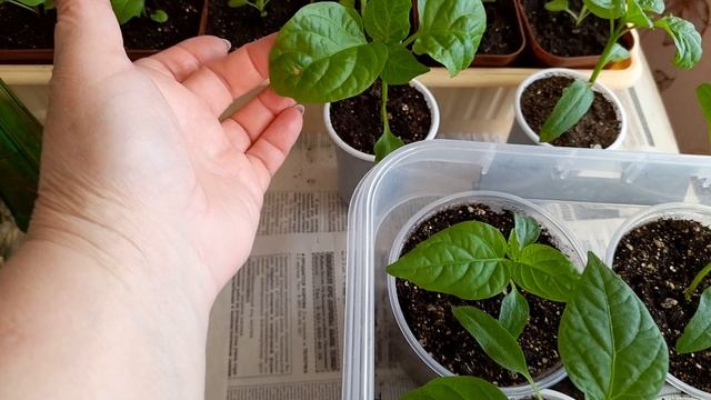 Рассада перца и Петунии на 5 марта!