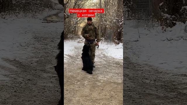 Немецкая овчарка с котами / Дрессировка