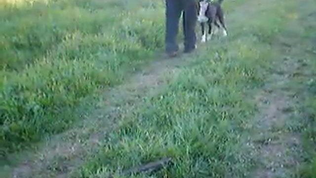 Парадокс с двумя палками