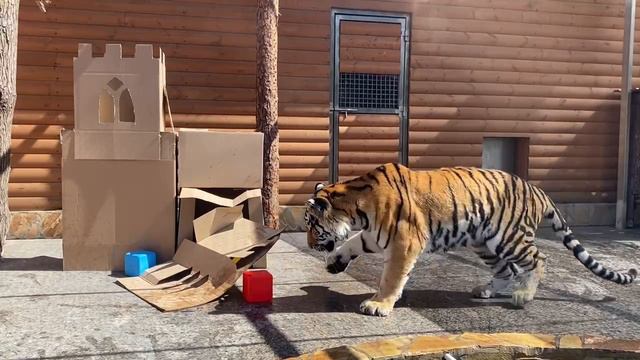 Мариупольскому тигру «Зевсу» исполнилось два года в Санкт-Петербурге
