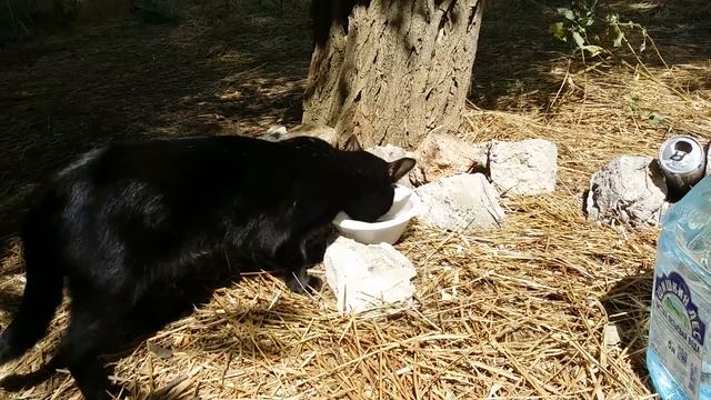 СЕВАСТОПОЛЬ. УЧКУЕВКА.2015г.