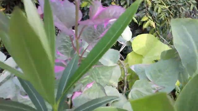 43 - How to grow poteto vines/ beauty of a garden...