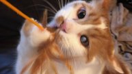Дом — это всё, о чем мечтал слепой на один глаз котёнок! Но ждать счастья ему пришлось долго