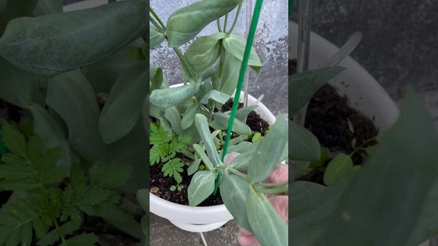 Эустома - цветок, который будет цвести до Нового Года