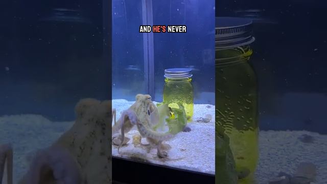 Can my octopus open a jar