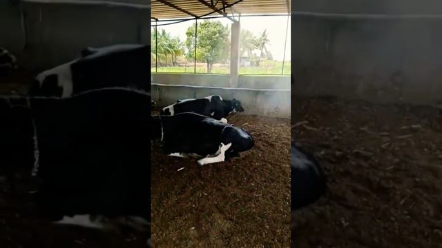 🐄🐄Royal cow producer🐄🐄