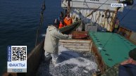 Улов тюльки и камбалы увеличился на 82% в Азовском море