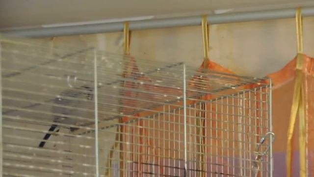 Мои птицы-My Birds