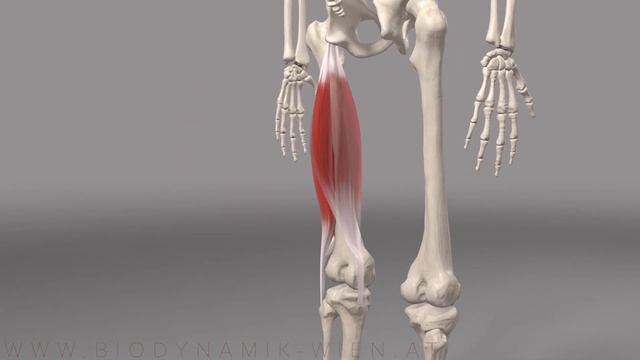 Hamstrings Series Part 3- Biceps Femoris Basics (3D Animation)