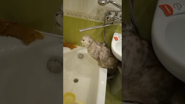 Уникальный кот! Барсик пьёт из крана воду!