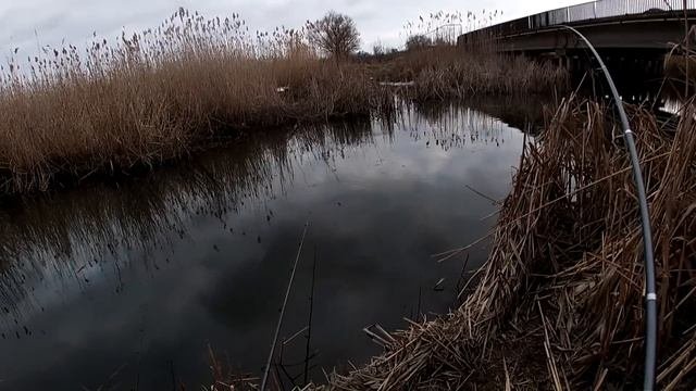 Рыбалка  Ловля карасей на поплавок в камышах в феврале. My fishing