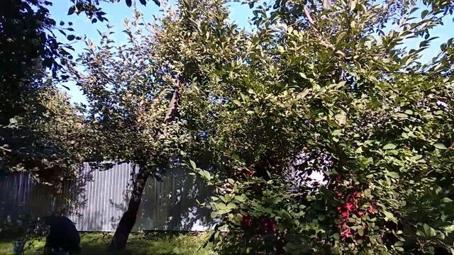 Посадка саженцев груши  на  деревянную свадьбу