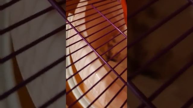 Прежде чем купить ребенку ? ? хомячка, посмотрите наши видео!