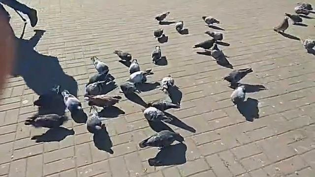 Голуби против ХЛЕБА. ЭКСПЕРИМЕНТ.