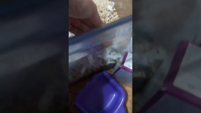 Мои сирийские хомяки всё о них