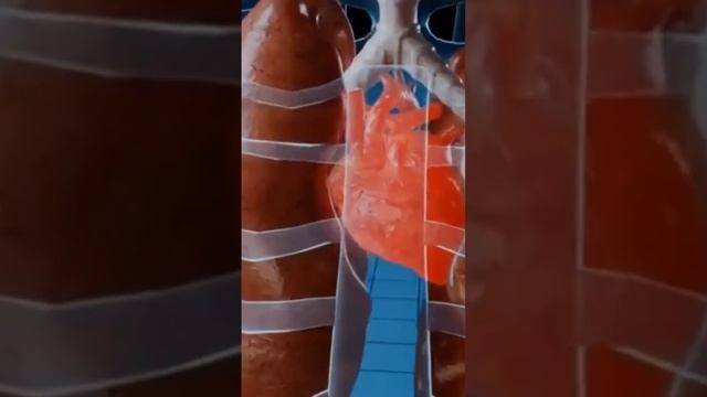 Опасные "Кубомедузы" охотники на человека.