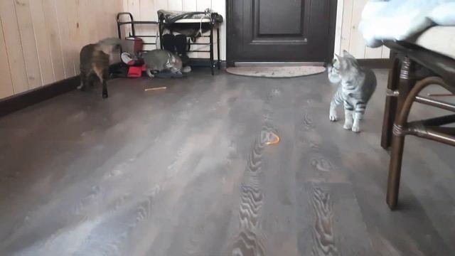 В чем разница между котом и кошкой. Жизнь с мейн-кунами