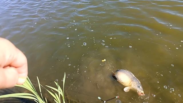 голый карп на кукурузу. фидерная ловля карпа.