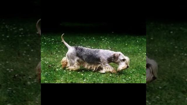 029 Cesky Terrier