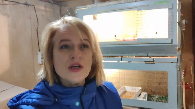 Вводим новые компоненты в корм для кур.